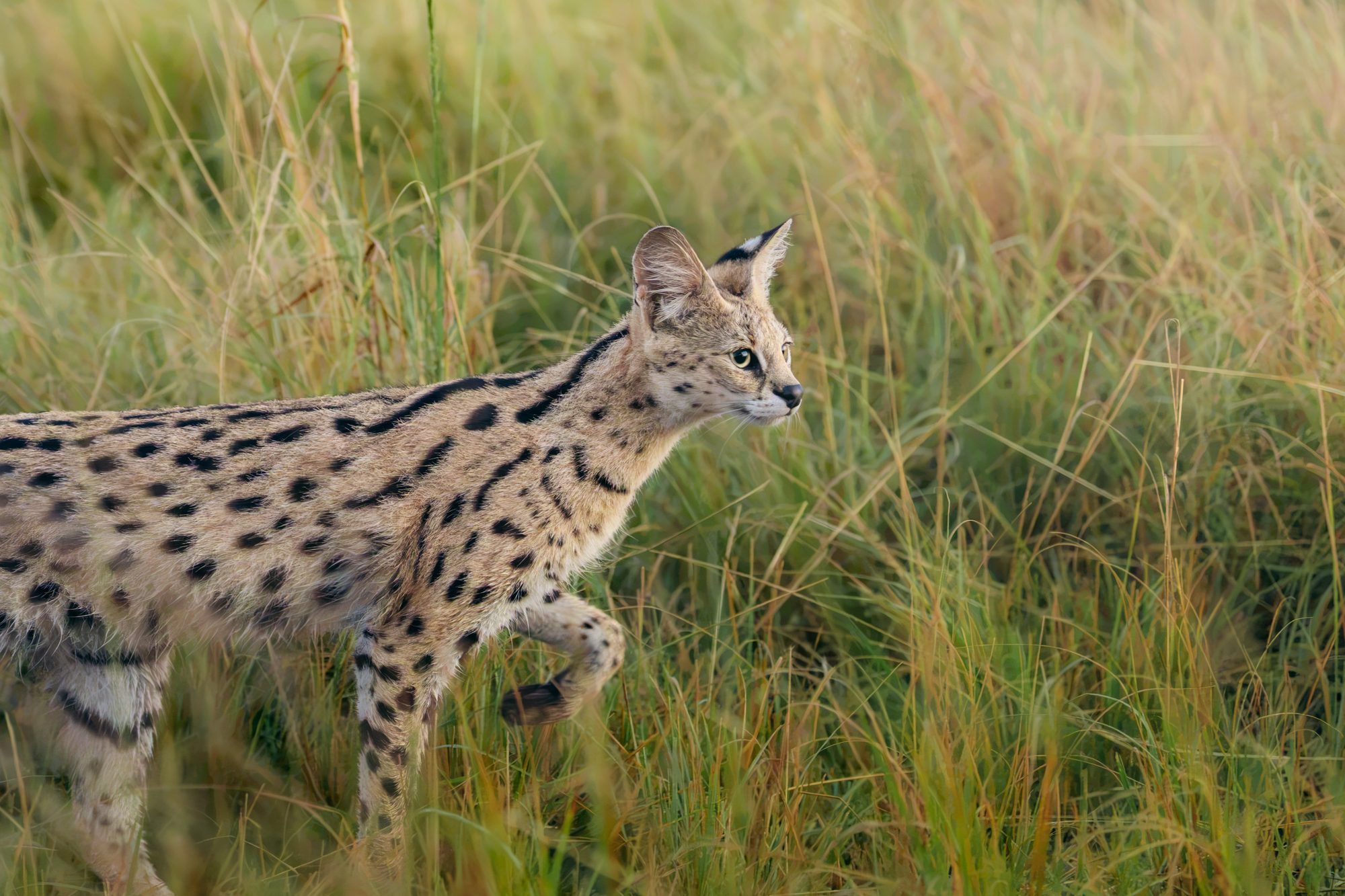 Resident female serval in the Maasai Mara